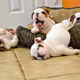 Image for article titled Get a Load of These Lazy-Ass Bulldog Puppies